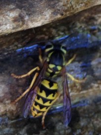 Paravespula pensylvanica
